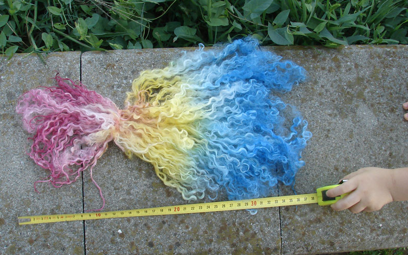 3 color hand Dyed Teeswater long locks, 1 oz