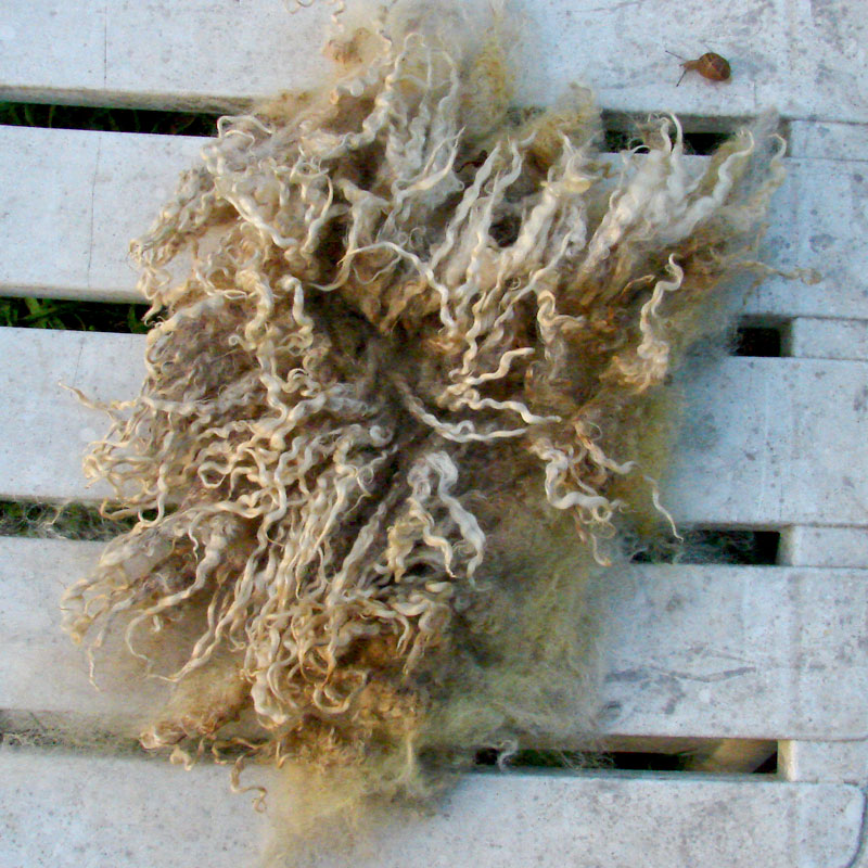 leicester longwool fleece curly colored